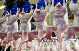 我國雞肉進(jìn)口量持續(xù)增加，30家俄企獲得對(duì)華出口許可