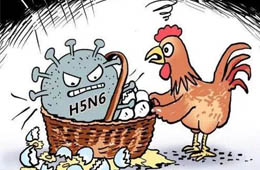 新疆發(fā)生一起H5N6禽流感疫情，已撲殺11910只