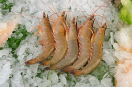 海關(guān)總署宣布：暫停沙特蝦進(jìn)口！伊朗蝦取得正關(guān)進(jìn)口許可