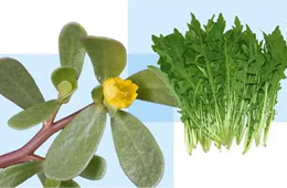 薺菜之后，蒲公英、馬齒莧入餡，野菜概念類產(chǎn)品能否野蠻生長？