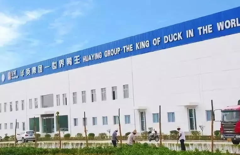 “鴨王”華英售賣肉雞板塊，“雞王”圣農(nóng)業(yè)績大增236.91%