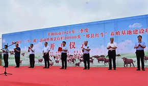 金星啤酒跨界養(yǎng)牛，投資5億做“雪花紅?！?/>
                </div>
                <div   id=